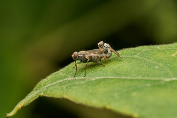 Macro flies mating on green leaf