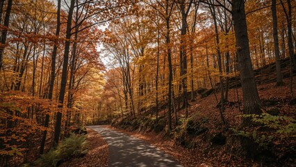 Obraz premium Autumn hike through a leafy woodland path