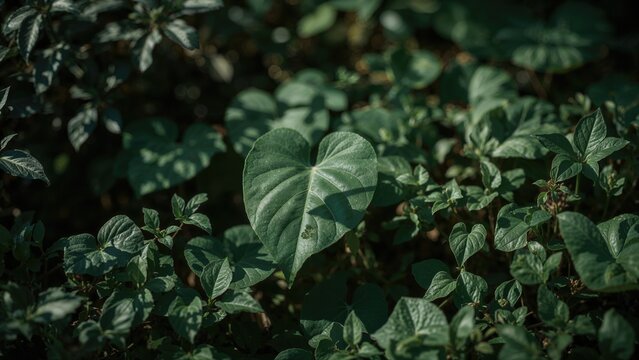 Heart-shaped moonseed and guduchi with a green nature backdrop, summer vibes, garden leaves, and agricultural elements