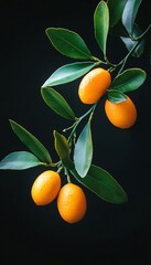 Fresh Kumquats on a Branch, A Colorful Vitamin C Source, Ideal for Agriculture and Food Photography