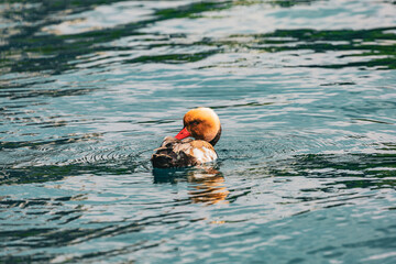 A vibrant red-crested pochard with its striking orange head and red beak swims alongside a mallard duck in crystal-clear water. The ripples and reflections create a peaceful and natural scene perfect 