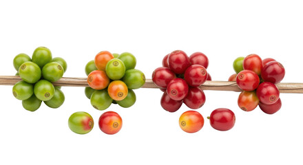 Isolated Coffee Cherry