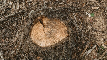 Stumps and sawdust from tree cutting. Chainsaw used in timber production. Wood and branch background highlighting natural landscape and agriculture.