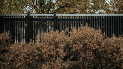 Decorative greenery positioned before a dark wooden fence during early daylight