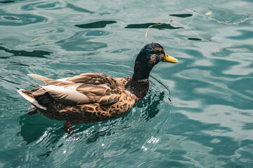 A detailed close-up of a mallard duck gliding smoothly across clear turquoise water. The rich feather texture, vibrant yellow beak, and mirror-like reflection create a peaceful and captivating nature 