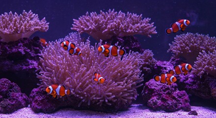 Clownfish swimming near purple sea anemone. Marine life reef animal. Ocean environment and underwater ecosystem. Exotic aquatic creature nature.