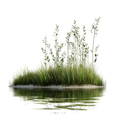 Serene Water's Edge Vegetation Isolated on White Background