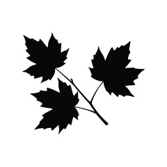 Maple leaf branch silhouette vector. Autumn foliage, fall season, forest, and plant graphic element.