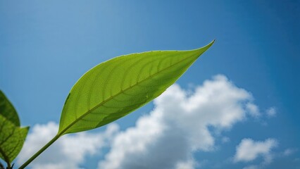 Leaf with green hue against a backdrop of clear blue sky