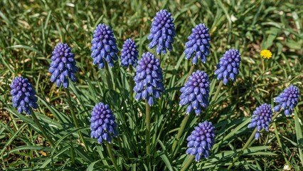 Tiny, tight cabbage-like blooms resembling upside-down clusters of delicate blue or white mini flowers, ideal for enriching the color palette of garden shrub bouquets.