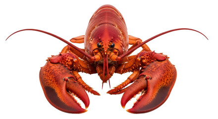 Isolated Lobster