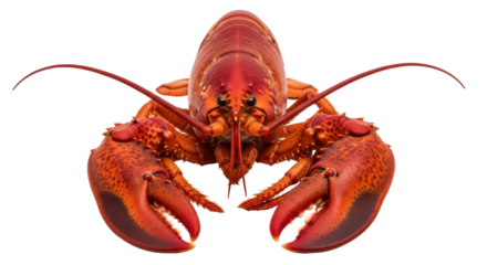 Isolated Lobster
