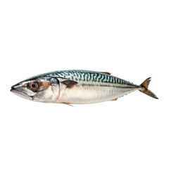 fish on white background