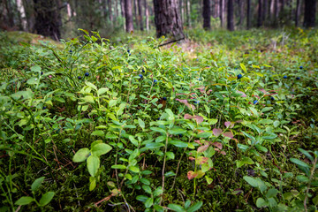 European blueberries in forest around Lake Aviris near Leipalingis town, Druskininkai Municipality, Alytus County of Lithuania