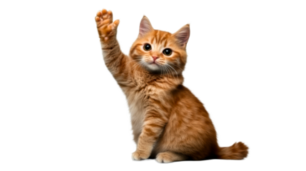 Orange kitten waving with paw against a transparent background