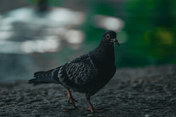 A dark-colored pigeon standing on a textured stone surface near a reflective lake in Zurich. The soft background bokeh highlights the details of the bird's feathers and posture in a peaceful urban set