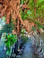 Giant Akou tree and sacred Shinto pathway at a shrine in Narao, Nakadori Island, Goto Islands,...