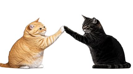 Two cats reaching out to each other in playful encounter