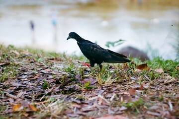 Pigeon walking on the grass in the park. Selective focus.