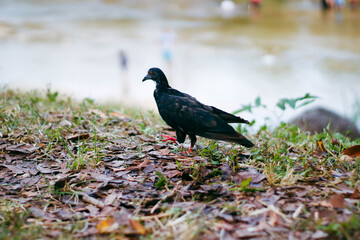 Pigeon walking on the grass in the park. Selective focus.