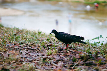 Pigeon walking on the grass in the park. Selective focus.