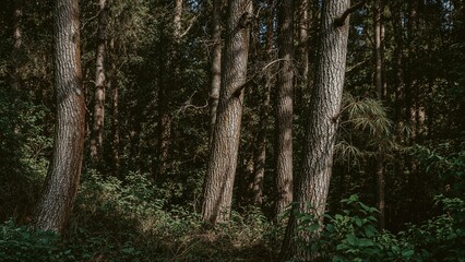 Naklejka premium Woodland Scene Featuring Tree Trunks