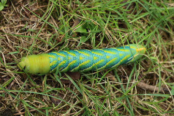 Greater Death's Dead Hawk-moth caterpillar on green grass. Acherontia atropos caterpillar