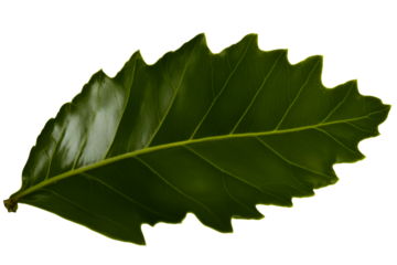 Fresh green bay leaf with detailed texture and outline