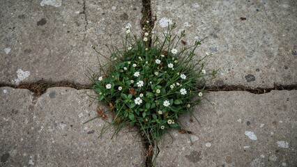 Vegetation sprouting through cracks in the sidewalk