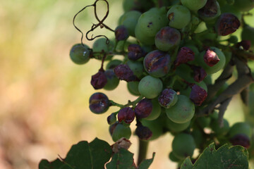 Close-up of Pinot Gris grapes on branches  damaged by hailstorm in the vineyard on summer