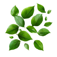 Fototapeta premium Vibrant Green Leaves on Transparent Background - High-Quality Nature Image