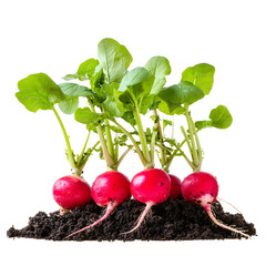 Vibrant Fresh Radishes Growing in Rich Soil Against a Transparent Background