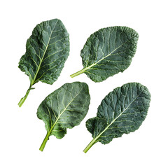 Fresh Vibrant Kale Leaves: Nutritious, Green, and Harvested Kale Visuals