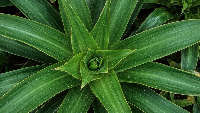 The primary genus of Bromeliaceae family with B. karatas as the representative species, featuring a natural green leaf pattern in a spring garden setting