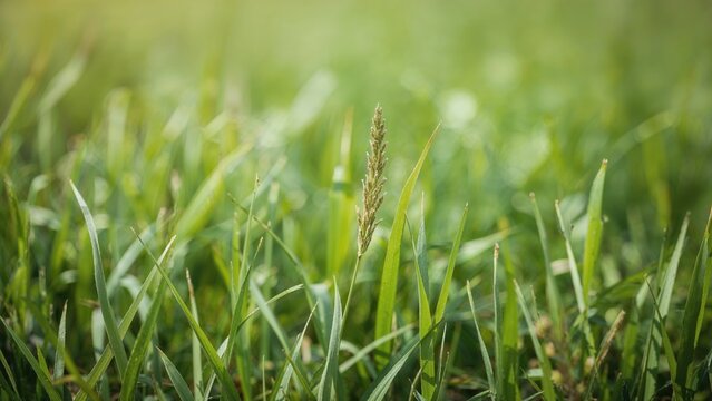 Blurred green herb background