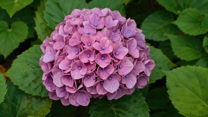 Vibrant pink hydrangea blooms with verdant leaves in the backdrop