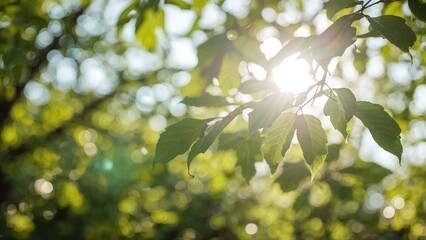 Soft green foliage with sunlight bokeh on a blurred natural background