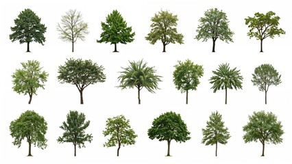 Set of isolated trees on a white canvas