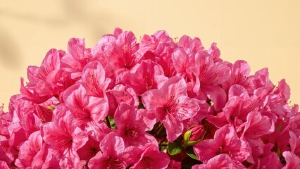 Bright pink azalea blossoms glowing in a sunlit spring garden setting