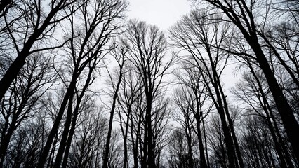 Bare tree limbs outlined by an overcast backdrop