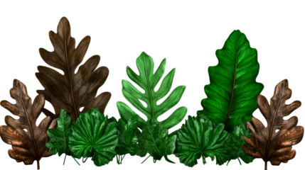 Diverse collection of green leaves on a transparent background