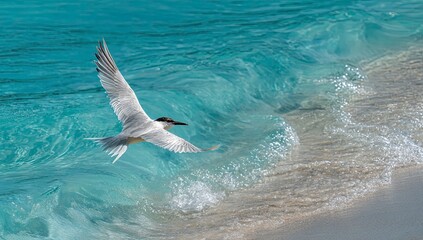 Obraz premium Elegant Tern in Flight over Turquoise Ocean Waves on a Sunny Day