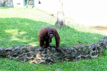 An orangutan stands on a stone barrier in its enclosure, surveying its surroundings. The green grass and natural environment add to the peaceful zoo setting, with a bird flying overhead. © Samuel Ivan Pangdefa