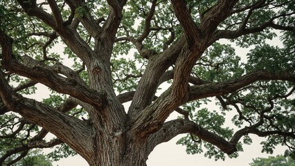 Fototapeta premium Close-up of a cut tree trunk, emphasizing organic patterns and plant life