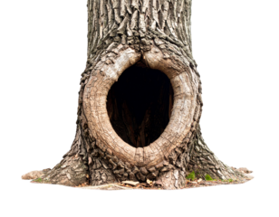 Hollow Tree Isolated on White Background