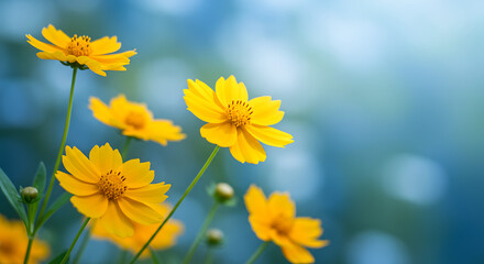 Sunlit yellow Coreopsis flowers in bloom against a vibrant blue bokeh background, capturing natural beauty and colorful garden elegance
