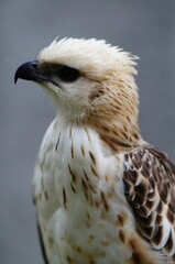 Changeable hawk-eagle (Nisaetus cirrhatus) or crested hawk-eagle is a large bird of prey species of the family Accipitridae. More informal or antiquated English common names include the marsh hawk-