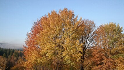 Naklejka premium The Start of Autumn in Russia