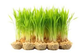 Fresh green wheatgrass sprouts on transparent background
