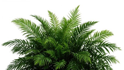 Obraz premium Indoor garden with lush green tropical plant leaves against a white background, isolated with clipping path.